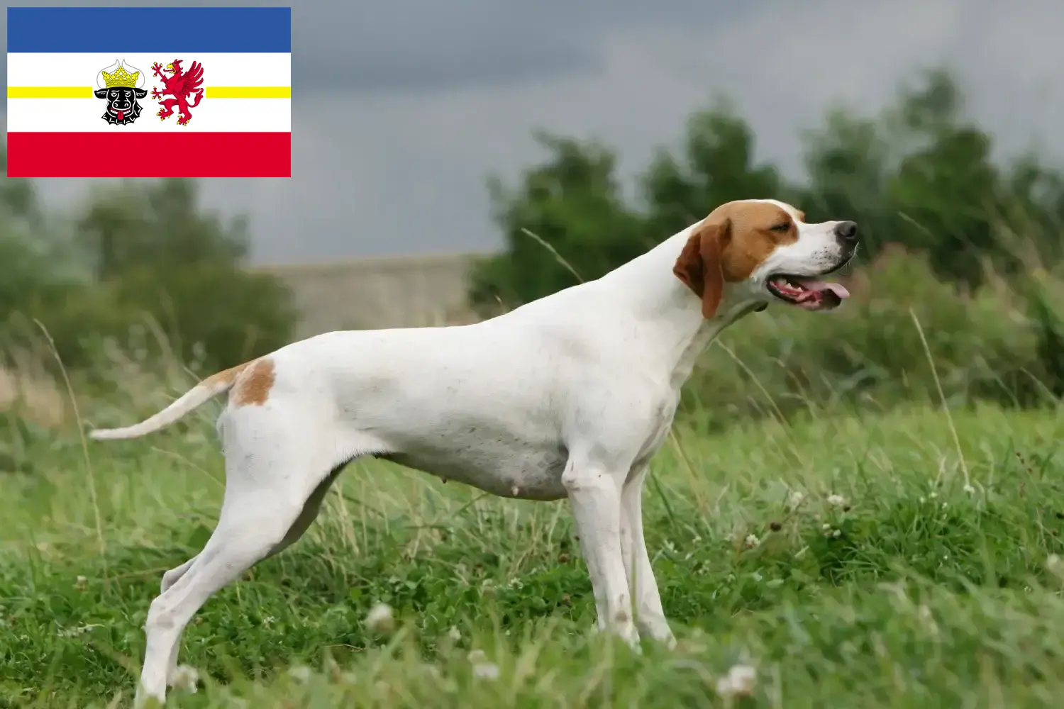 Lee más sobre el artículo Criadores de Pointer inglés y cachorros en Mecklemburgo-Pomerania Occidental