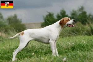 Lee más sobre el artículo Criadores de Pointer inglés y cachorros en Sarre