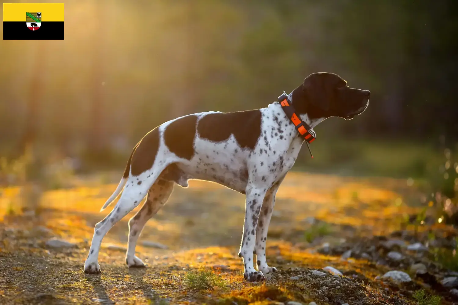 Lee más sobre el artículo Criadores de Pointer inglés y cachorros en Sajonia-Anhalt