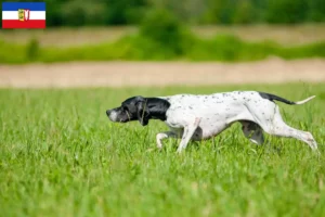 Lee más sobre el artículo Criadores de Pointer inglés y cachorros en Schleswig-Holstein