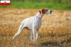 Lee más sobre el artículo Criadores de Pointer inglés y cachorros en Turingia