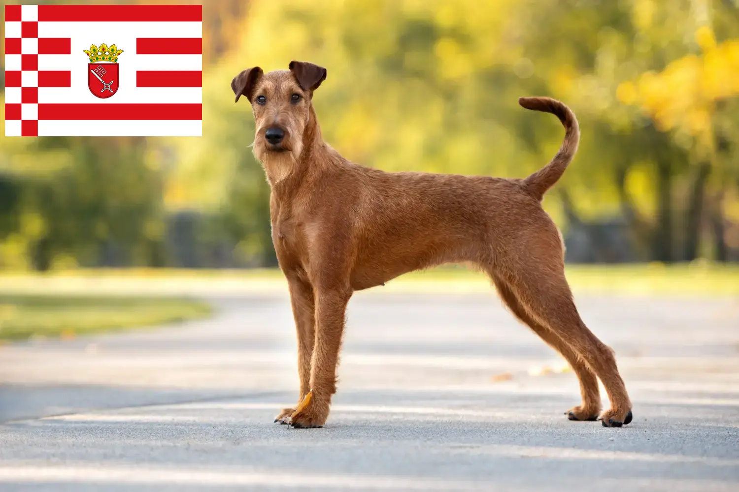 Lee más sobre el artículo Criador de Terrier Irlandés y cachorros en Bremen