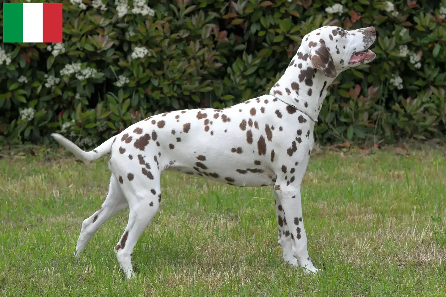 Lee más sobre el artículo Criadores de dálmatas y cachorros en Italia