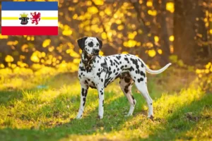 Lee más sobre el artículo Criadores de dálmatas y cachorros en Mecklemburgo-Pomerania Occidental