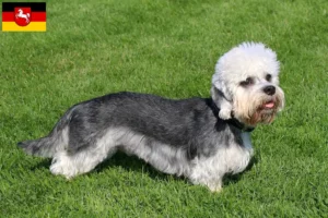 Lee más sobre el artículo Criadores de Dandie Dinmont Terrier y cachorros en Baja Sajonia