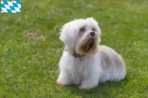 Lee más sobre el artículo Dandie Dinmont Terrier criadores y cachorros en Baviera