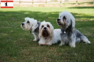 Lee más sobre el artículo Dandie Dinmont Terrier criadores y cachorros en Berlín