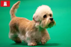 Lee más sobre el artículo Dandie Dinmont Terrier criadores y cachorros en Hamburgo