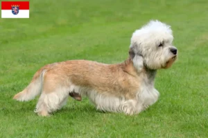 Lee más sobre el artículo Dandie Dinmont Terrier criadores y cachorros en Hessen