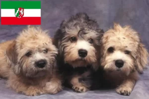 Lee más sobre el artículo Criadores de Dandie Dinmont Terrier y cachorros en Renania del Norte-Westfalia