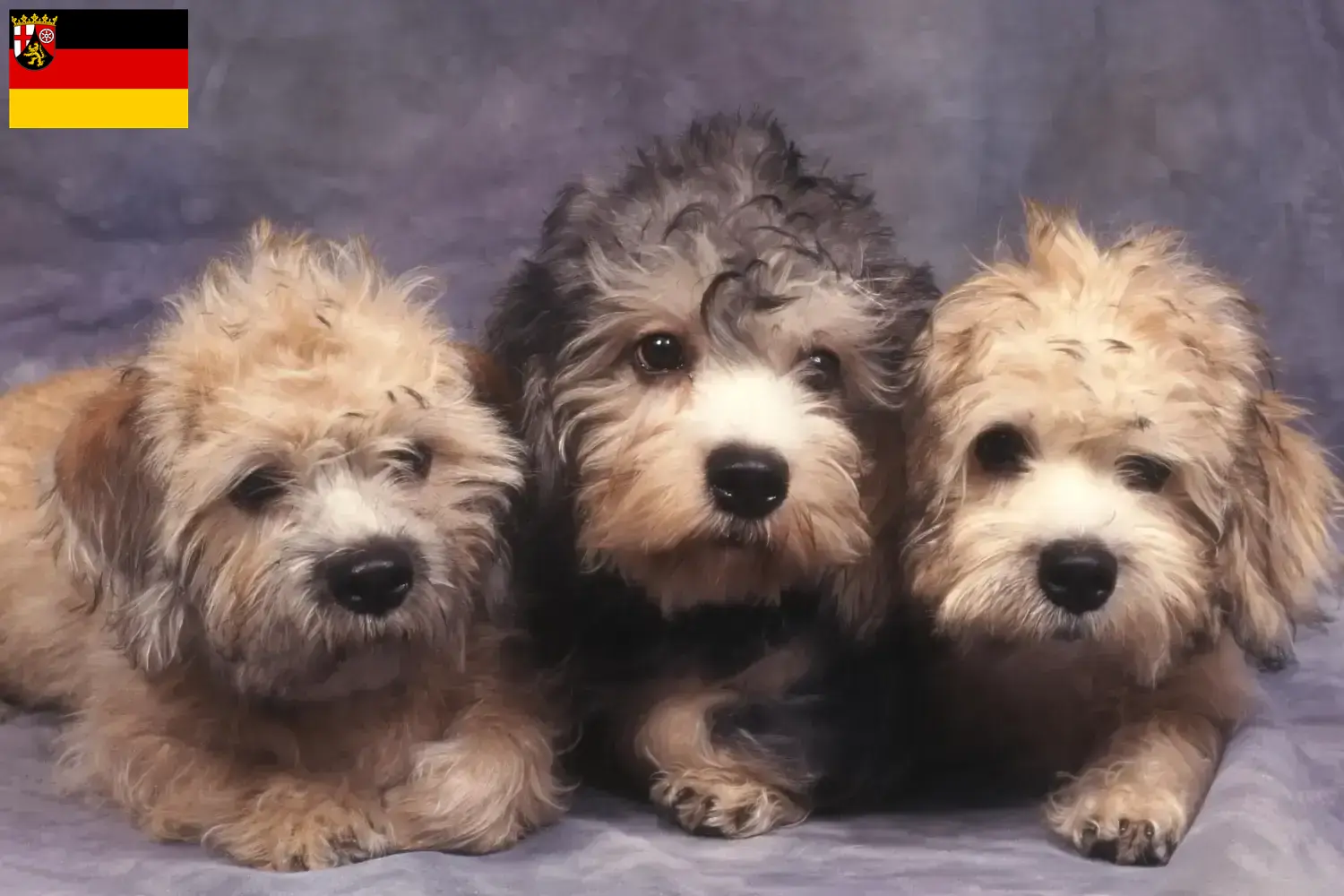 Lee más sobre el artículo Criadores de Dandie Dinmont Terrier y cachorros en Renania-Palatinado