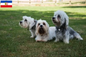 Lee más sobre el artículo Criadores de Dandie Dinmont Terrier y cachorros en Schleswig-Holstein