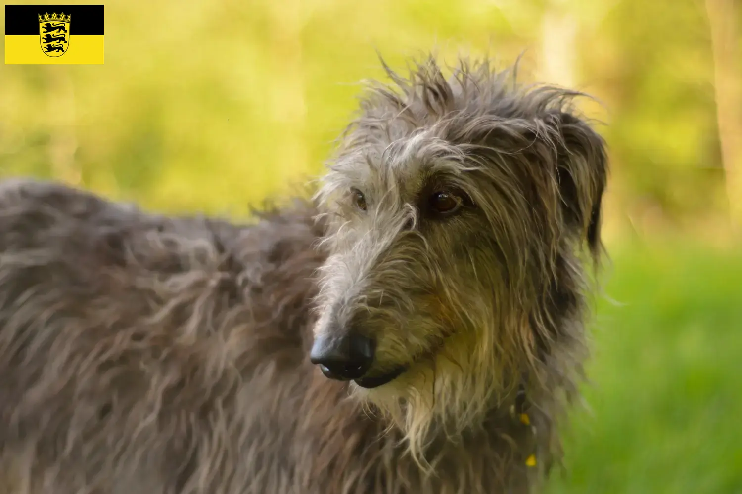 Lee más sobre el artículo Criadores de Deerhound y cachorros en Baden-Württemberg