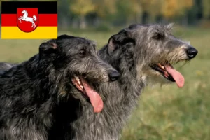 Lee más sobre el artículo Criadores de lebreles y cachorros en Baja Sajonia