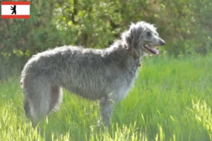Lee más sobre el artículo Criadores de Deerhound y cachorros en Berlín