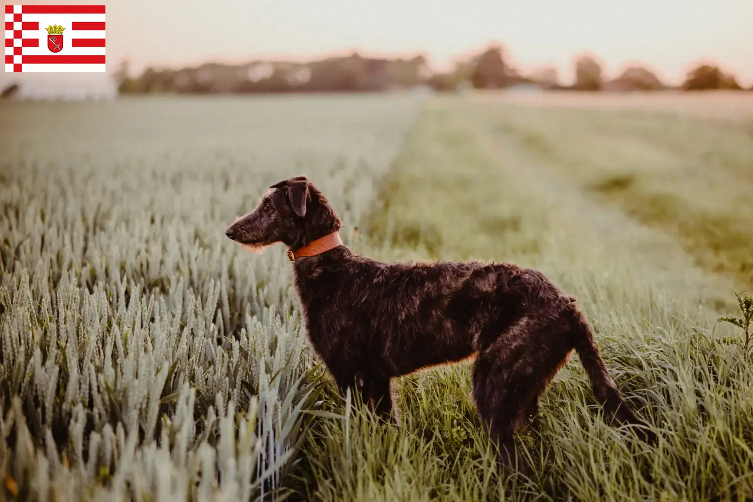 Lee más sobre el artículo Criadores de Deerhound y cachorros en Bremen