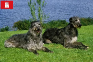 Lee más sobre el artículo Criadores de Deerhound y cachorros en Hamburgo