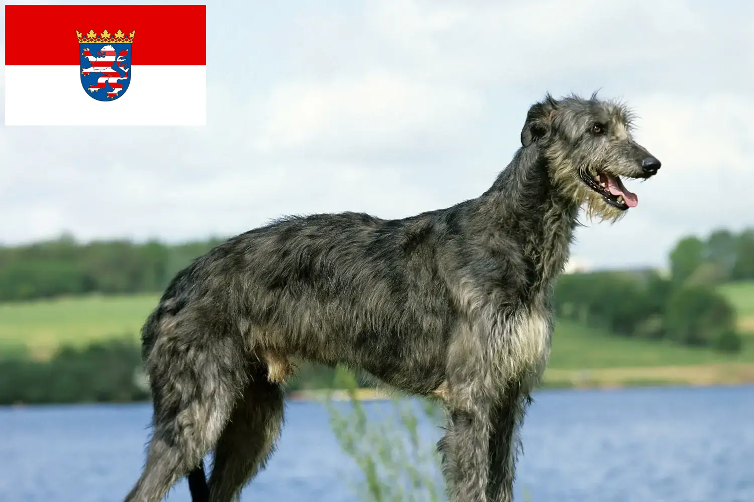 Lee más sobre el artículo Criadores de Deerhound y cachorros en Hessen