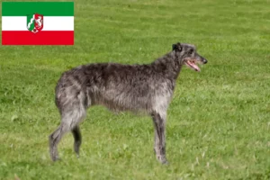 Lee más sobre el artículo Criadores de Deerhound y cachorros en Renania del Norte-Westfalia