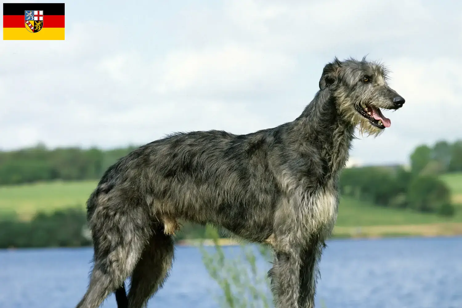 Lee más sobre el artículo Criadores de Deerhound y cachorros en Sarre