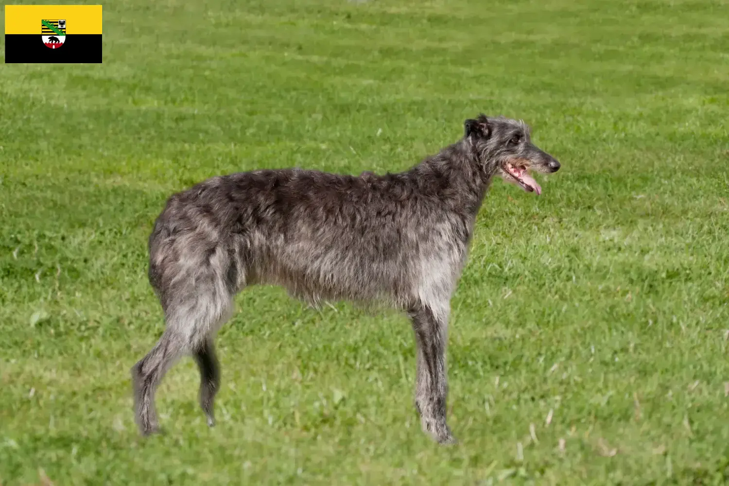 Lee más sobre el artículo Criadores de Deerhound y cachorros en Sajonia-Anhalt