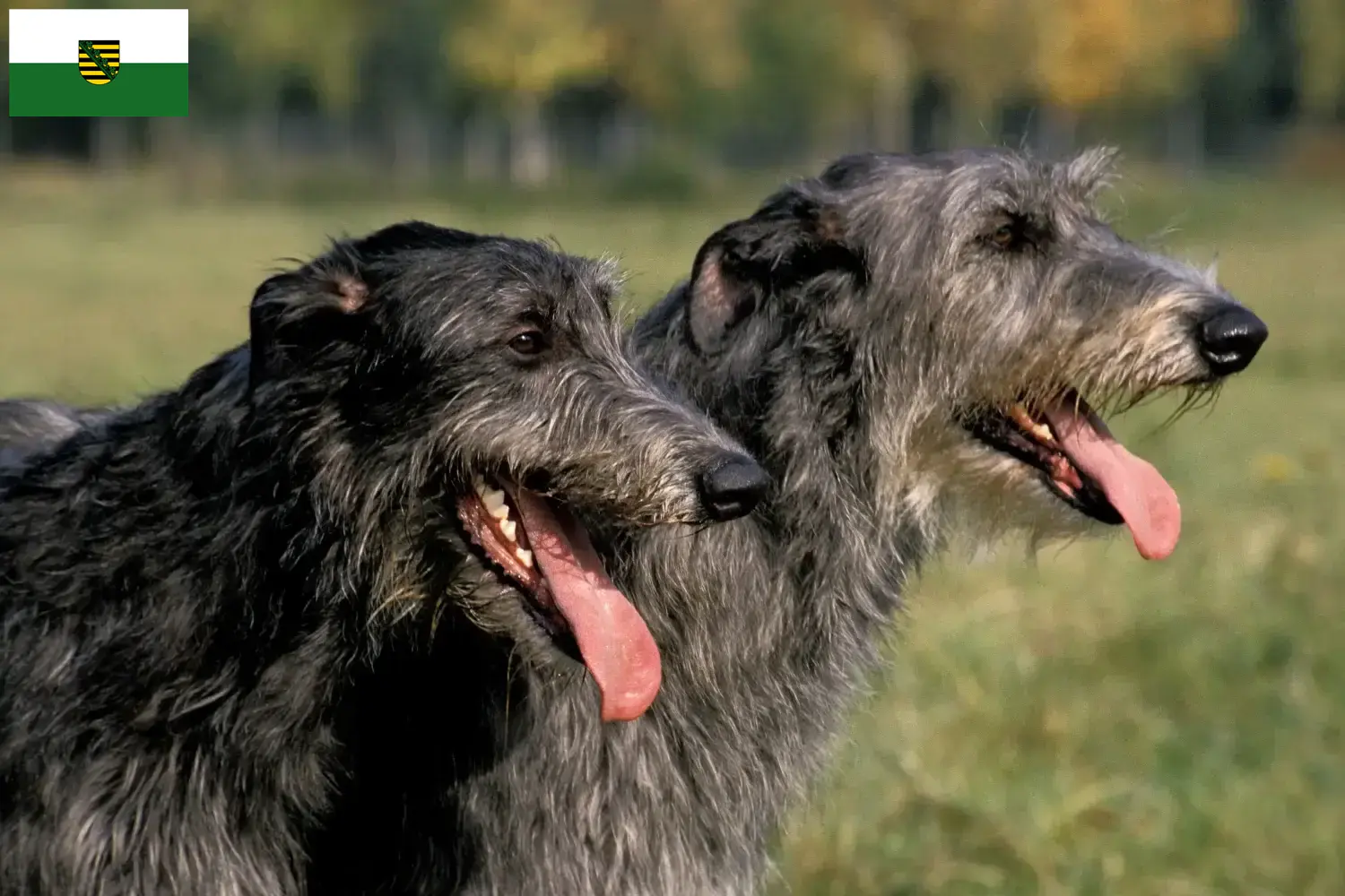 Lee más sobre el artículo Criadores de Deerhound y cachorros en Sajonia