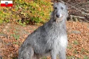 Lee más sobre el artículo Criadores de Deerhound y cachorros en Turingia