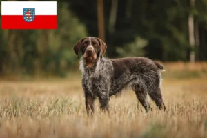 Lee más sobre el artículo Deutsch Drahthaar criadores y cachorros en Turingia