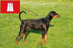 Lee más sobre el artículo Criadores de Dobermann y cachorros en Hamburgo