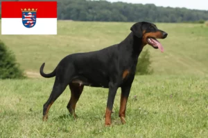 Lee más sobre el artículo Criadores de Dobermann y cachorros en Hessen