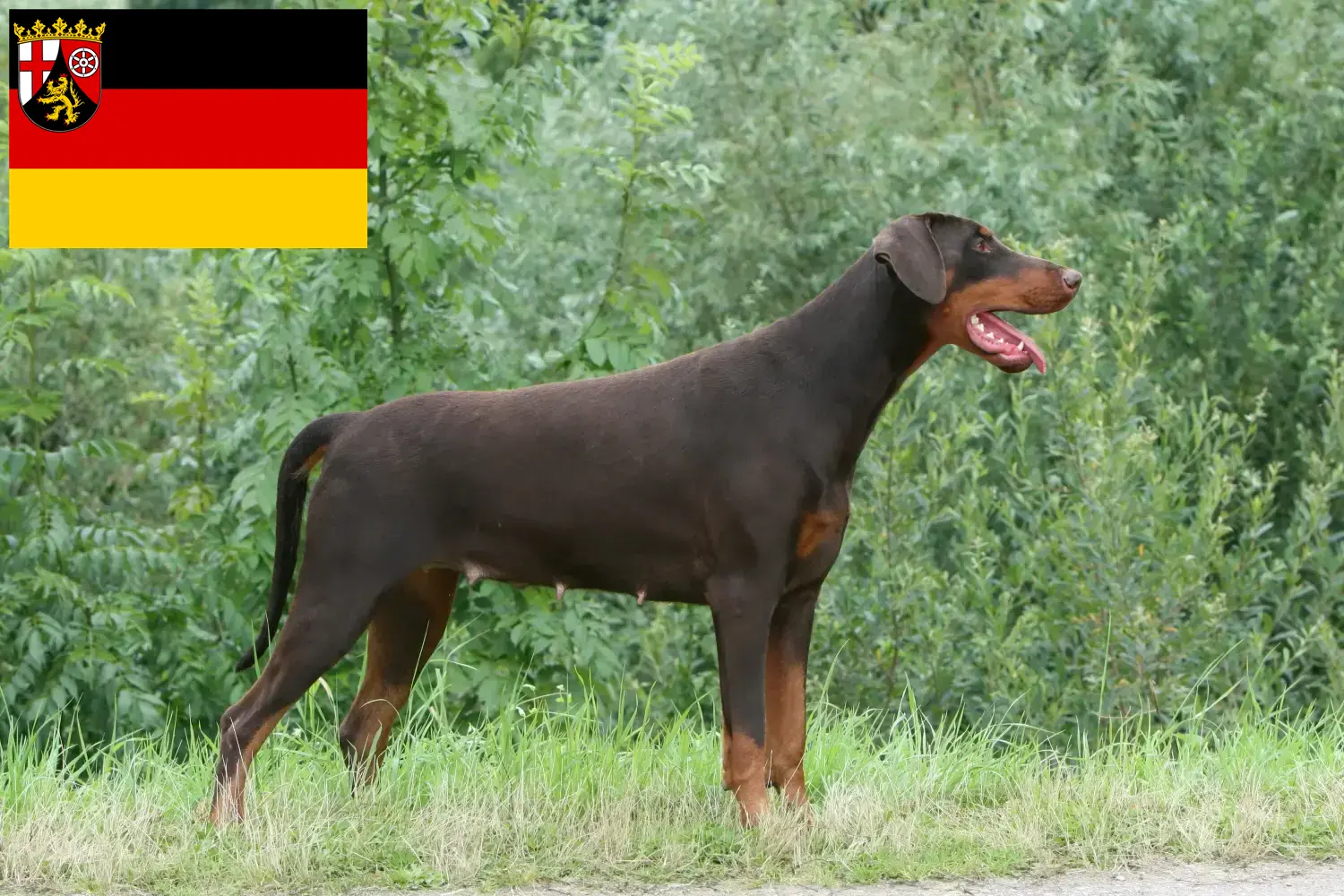 Lee más sobre el artículo Criadores de Dobermann y cachorros en Renania-Palatinado