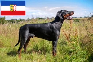 Lee más sobre el artículo Criadores de Dobermann y cachorros en Schleswig-Holstein