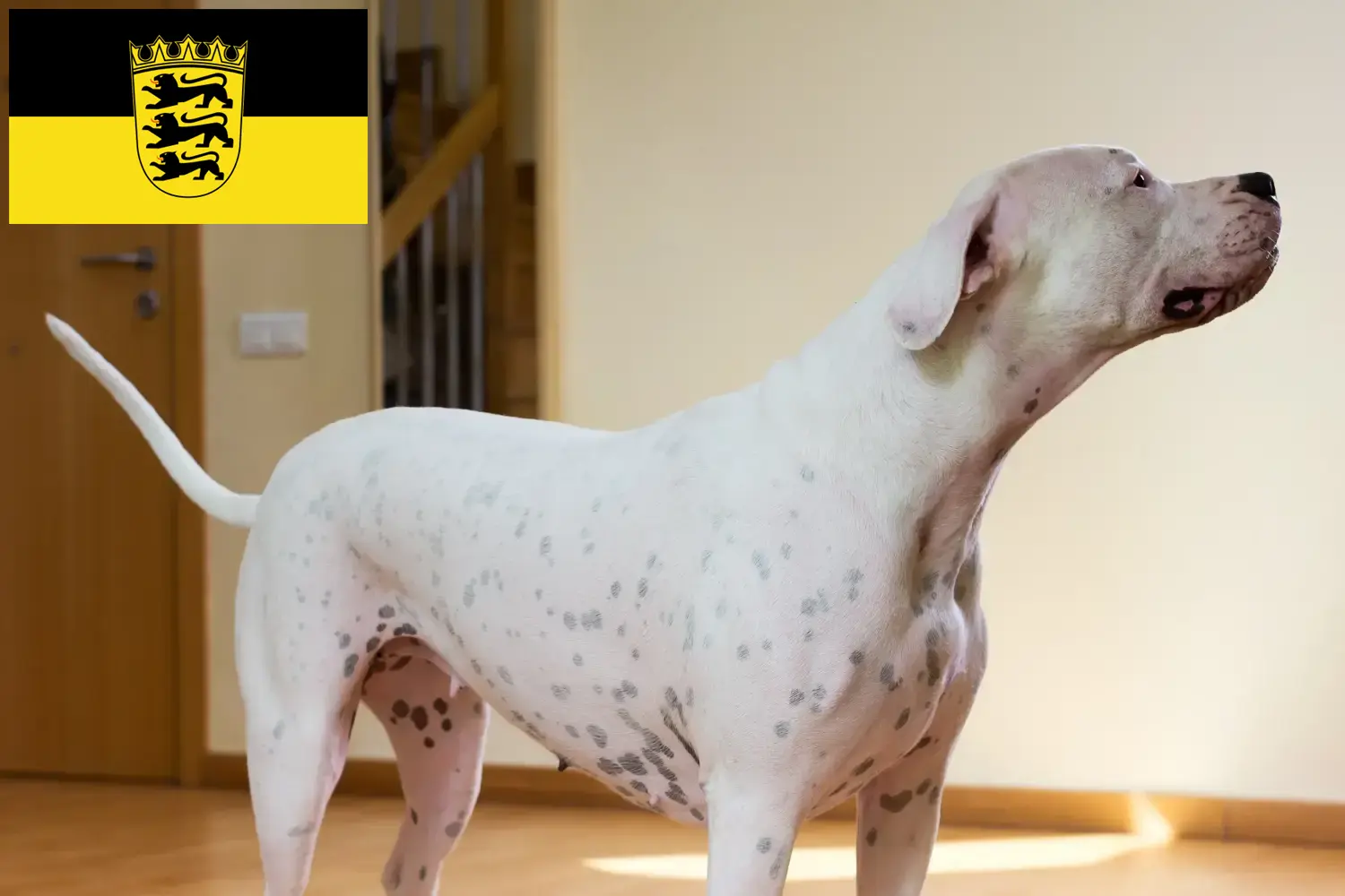 Lee más sobre el artículo Criadores de Dogo Argentino y cachorros en Baden-Württemberg