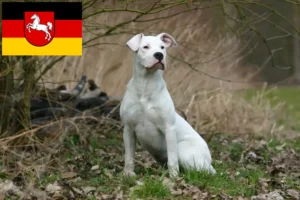Lee más sobre el artículo Criadores de Dogo Argentino y cachorros en Baja Sajonia