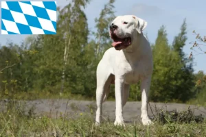 Lee más sobre el artículo Criadores y cachorros de Dogo Argentino en Baviera