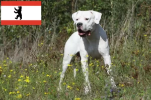 Lee más sobre el artículo Criadores y cachorros de Dogo Argentino en Berlín