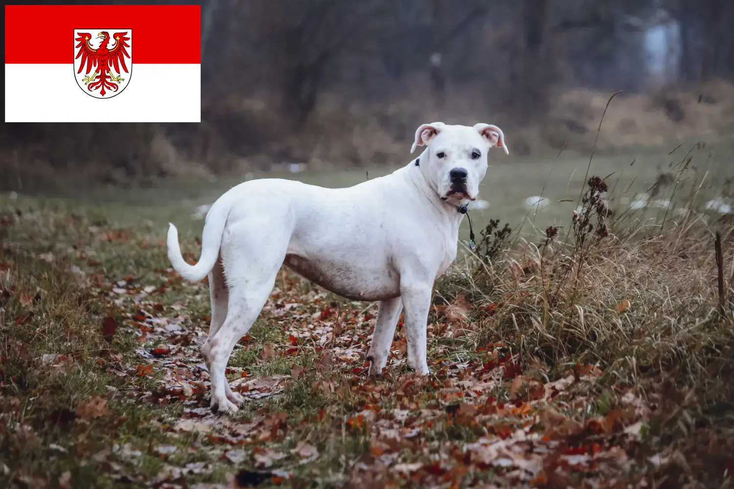 Lee más sobre el artículo Criadores de Dogo Argentino y cachorros en Brandenburgo