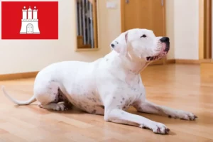 Lee más sobre el artículo Dogo Argentino criadores y cachorros en Hamburgo