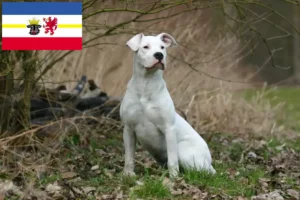 Lee más sobre el artículo Criadores de Dogo Argentino y cachorros en Mecklemburgo-Pomerania Occidental