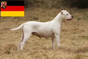 Lee más sobre el artículo Criadores de Dogo Argentino y cachorros en Renania-Palatinado