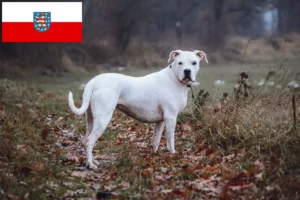 Lee más sobre el artículo Criadores de Dogo Argentino y cachorros en Turingia