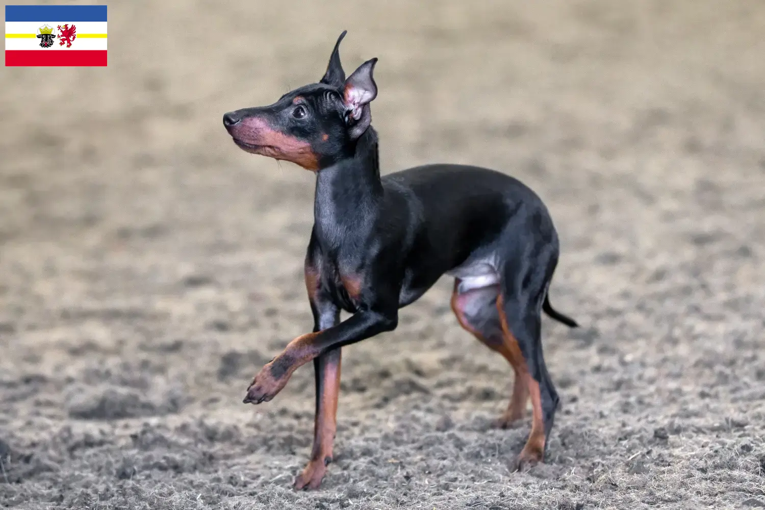 Lee más sobre el artículo Criadores de Toy Terrier inglés y cachorros en Mecklemburgo-Pomerania Occidental