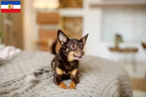 Lee más sobre el artículo Criadores de Toy Terrier inglés y cachorros en Schleswig-Holstein