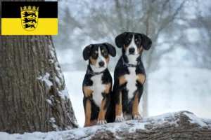 Lee más sobre el artículo Entlebuch Criador de Perros de Montaña y Cachorros en Baden-Württemberg