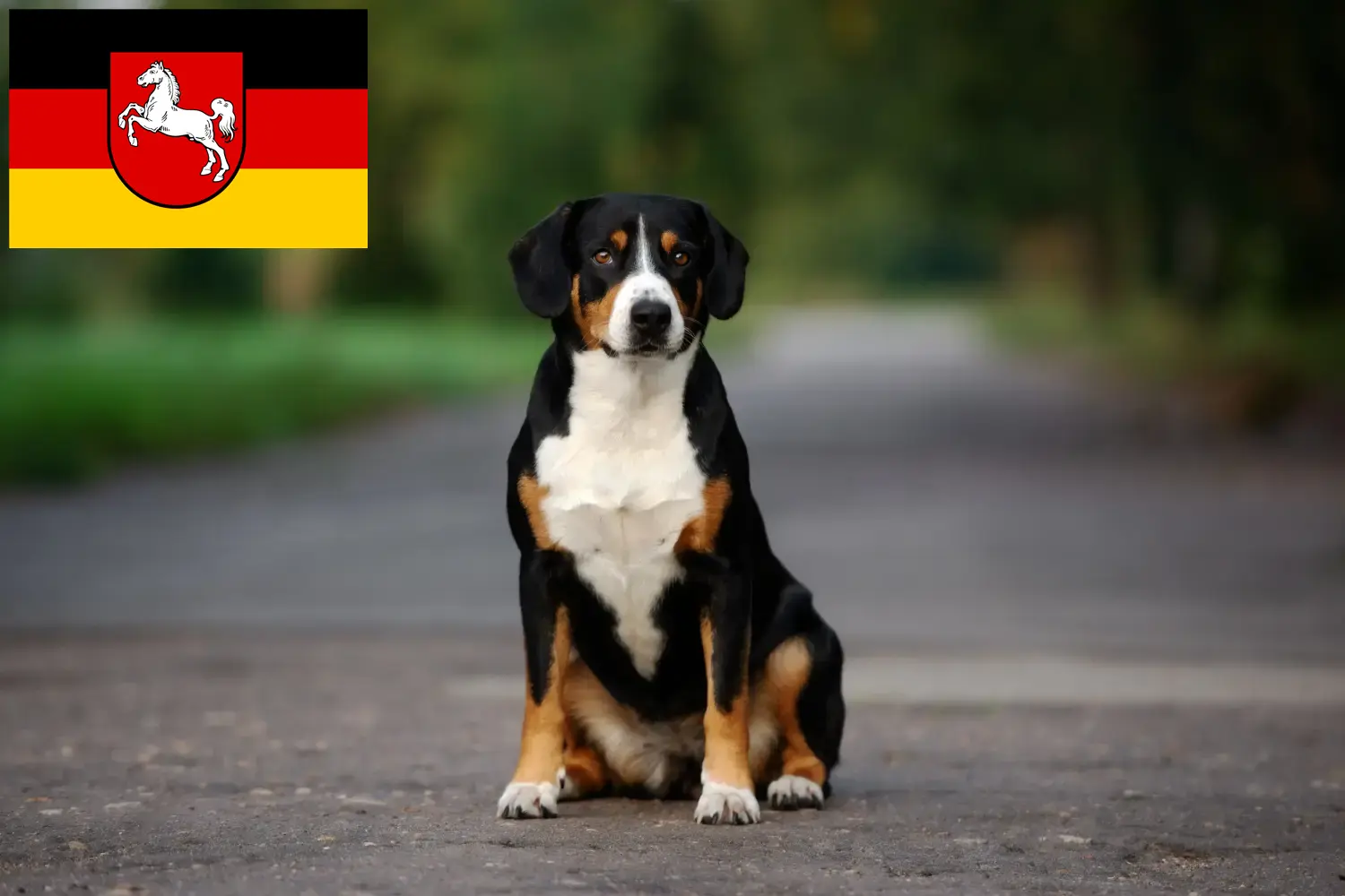 Lee más sobre el artículo Criador de Perros de Montaña Entlebucher y Cachorros en Baja Sajonia