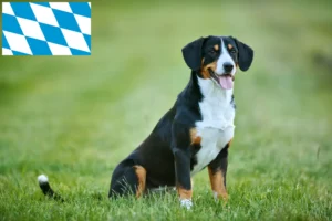 Lee más sobre el artículo Entlebuch Criador de Perros de Montaña y Cachorros en Baviera