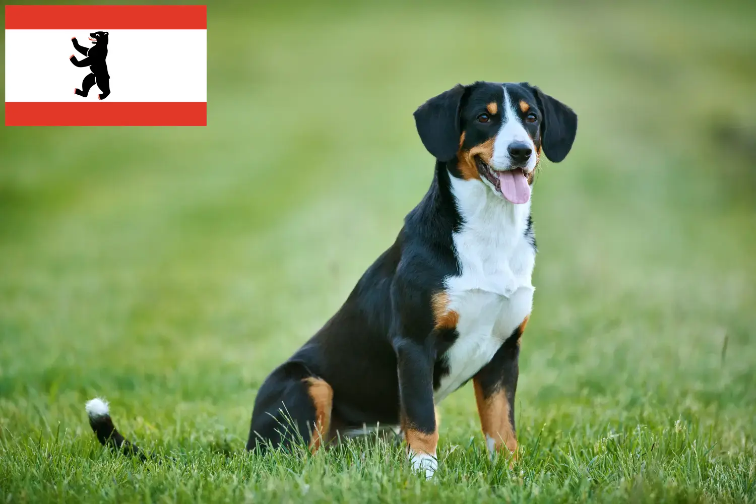 Lee más sobre el artículo Criador de Perros de Montaña Entlebucher y Cachorros en Berlín