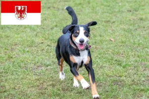 Lee más sobre el artículo Criador de Perros de Montaña Entlebucher y Cachorros en Brandenburgo