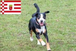 Lee más sobre el artículo Criador de Perros de Montaña Entlebucher y Cachorros en Bremen