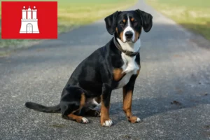 Lee más sobre el artículo Criador de Perros de Montaña Entlebucher y Cachorros en Hamburgo